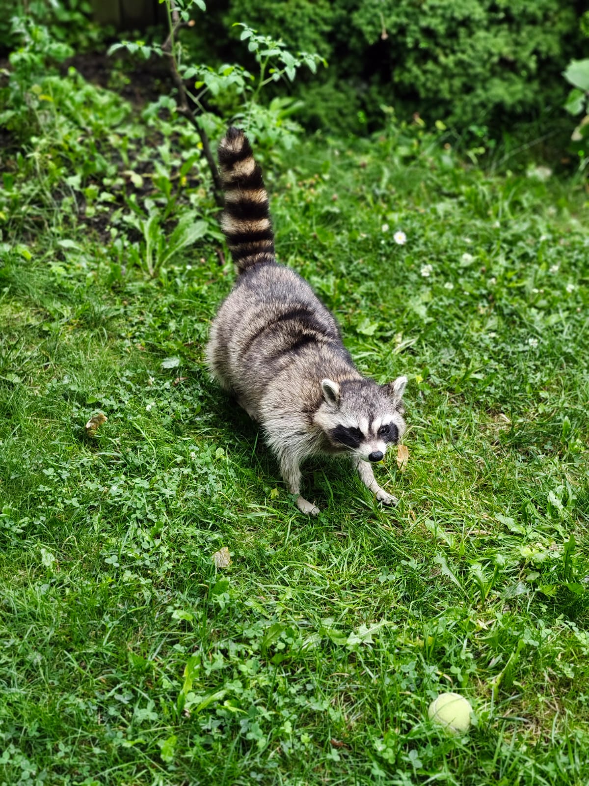 Fully Posable large soft mount raccoon taxidermy