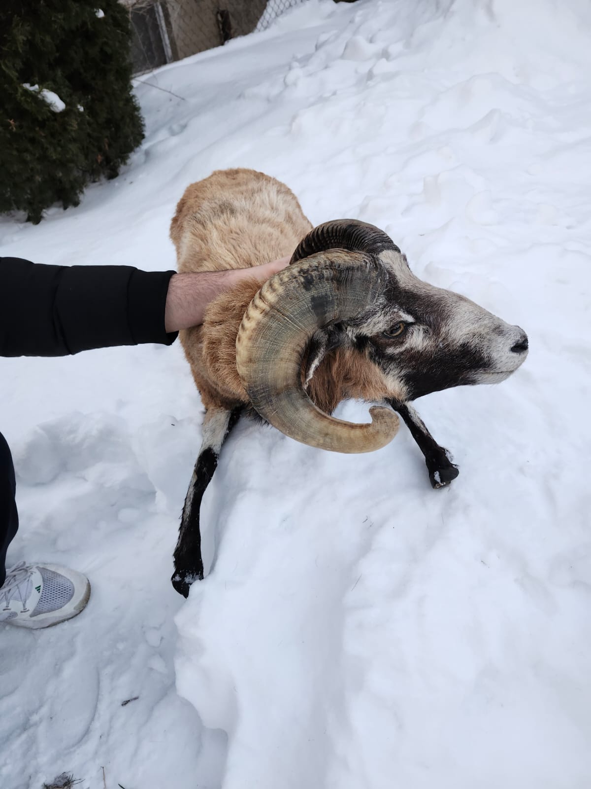 Soft mount blackbelly sheep with large horns