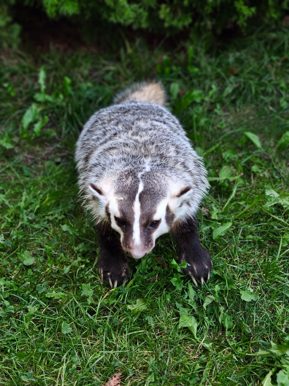 Fully Posable soft mount badger taxidermy