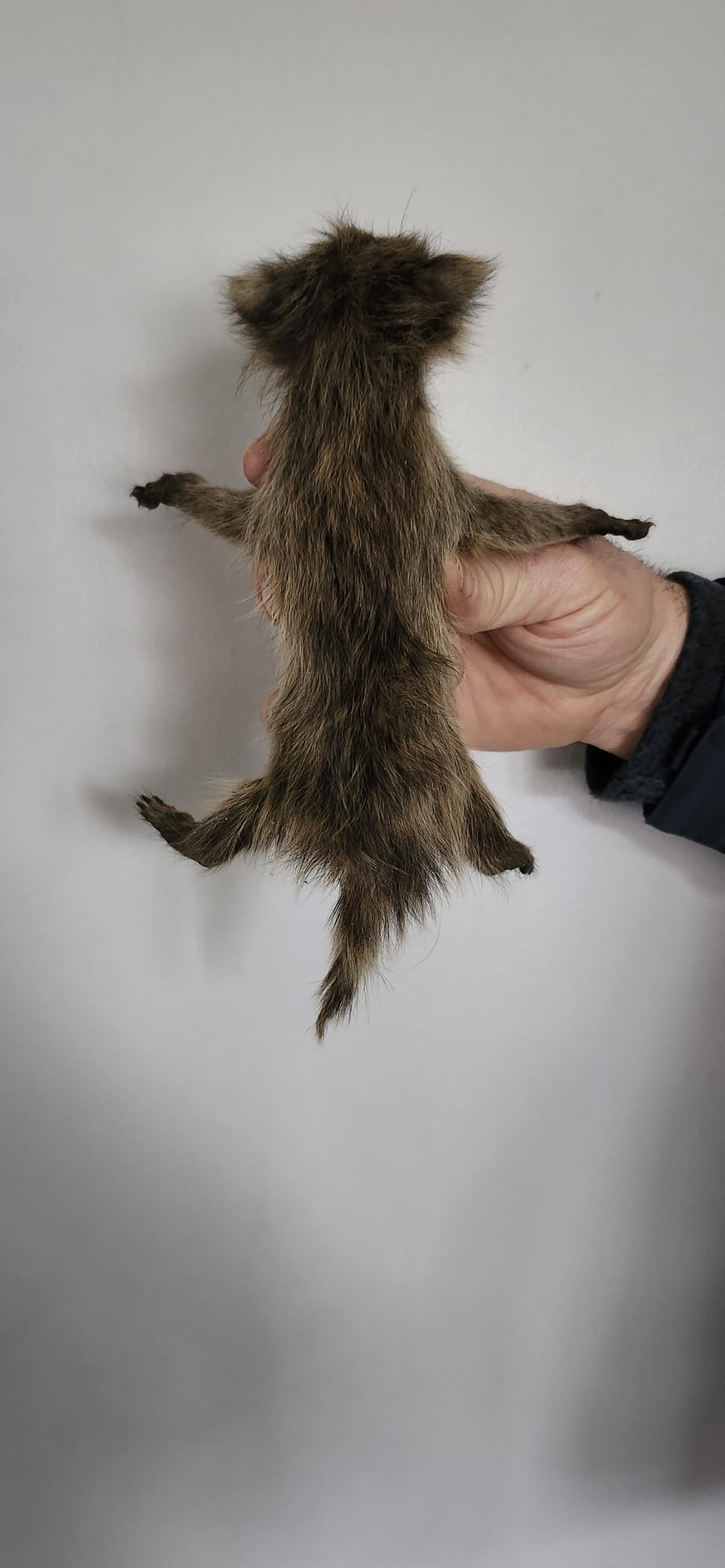 Soft mount baby raccoon taxidermy