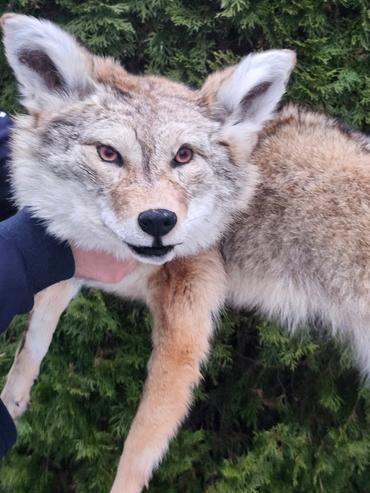 Soft mount coyote taxidermy
