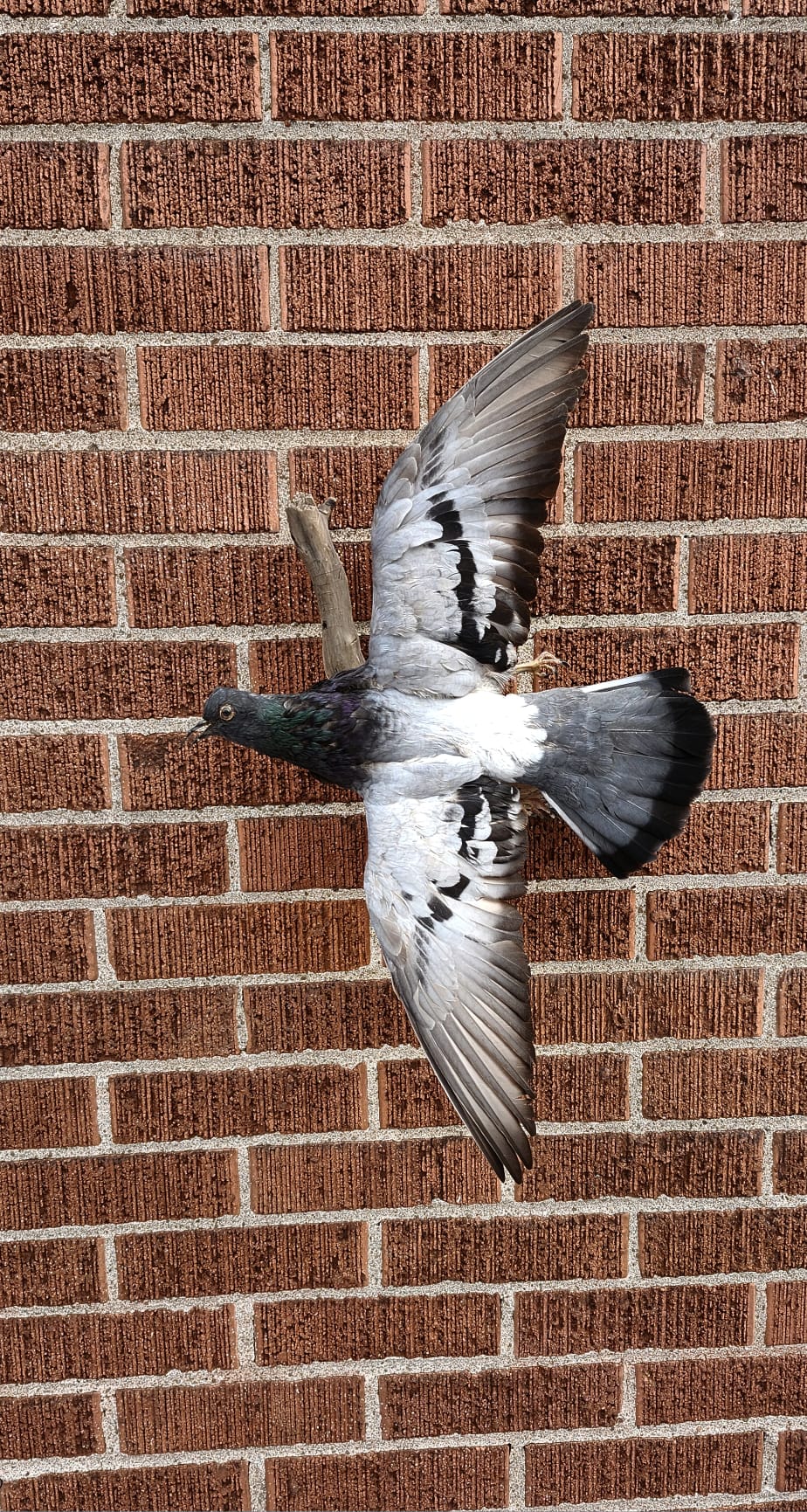 Flying gray pigeon taxidermy