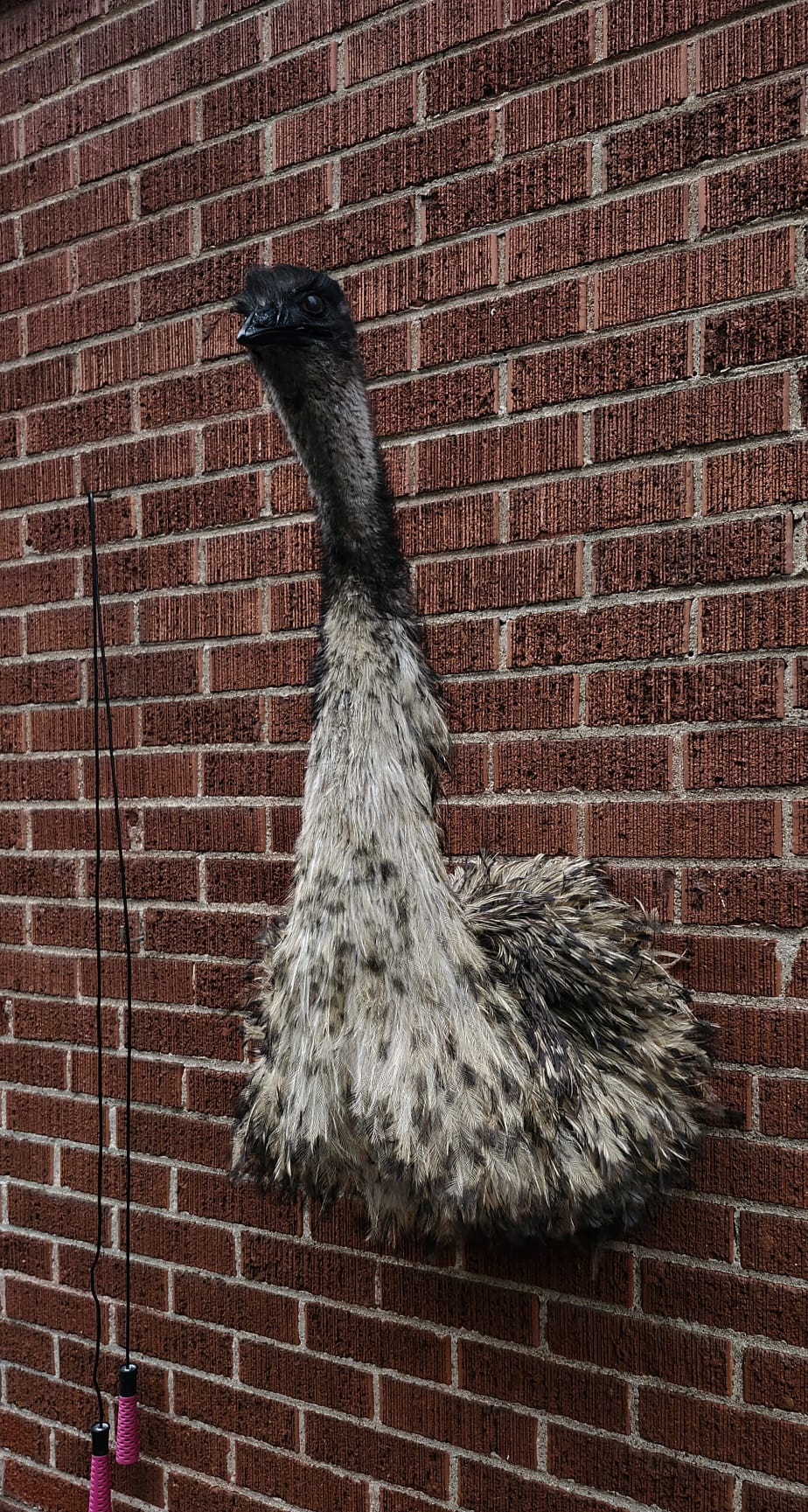 Shoulder mount, half body emu taxidermy, large bird taxidermy