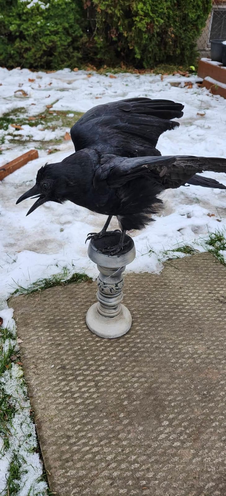 Carrion crow taxidermy