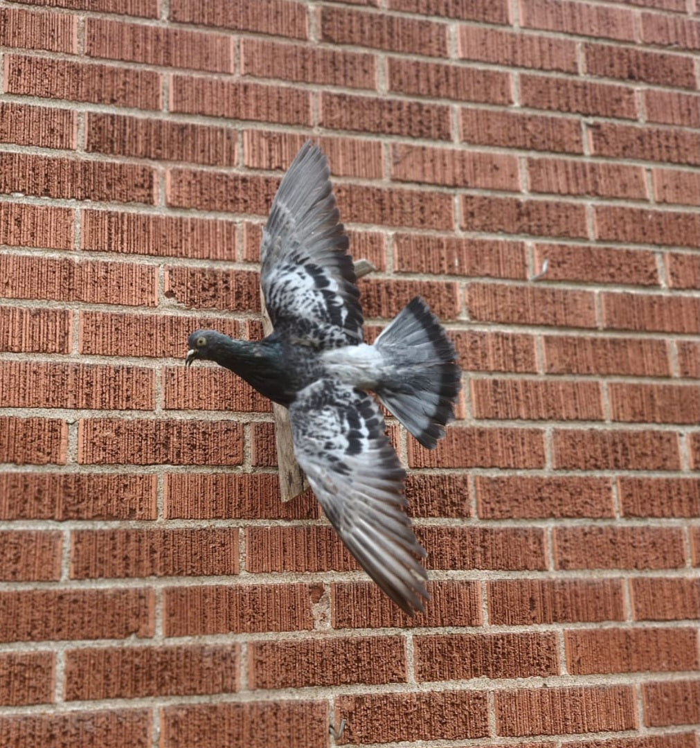 Flying wall mounted gray pigeon taxidermy