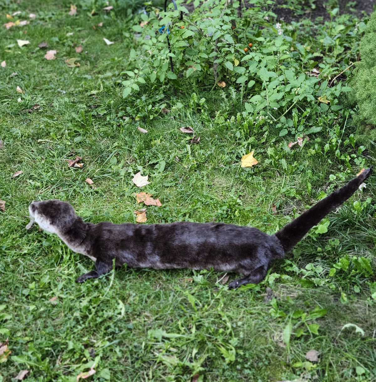 Fully Posable soft mount river otter taxidermy