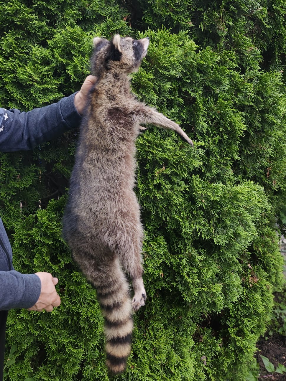 Soft mount large raccoon taxidermy