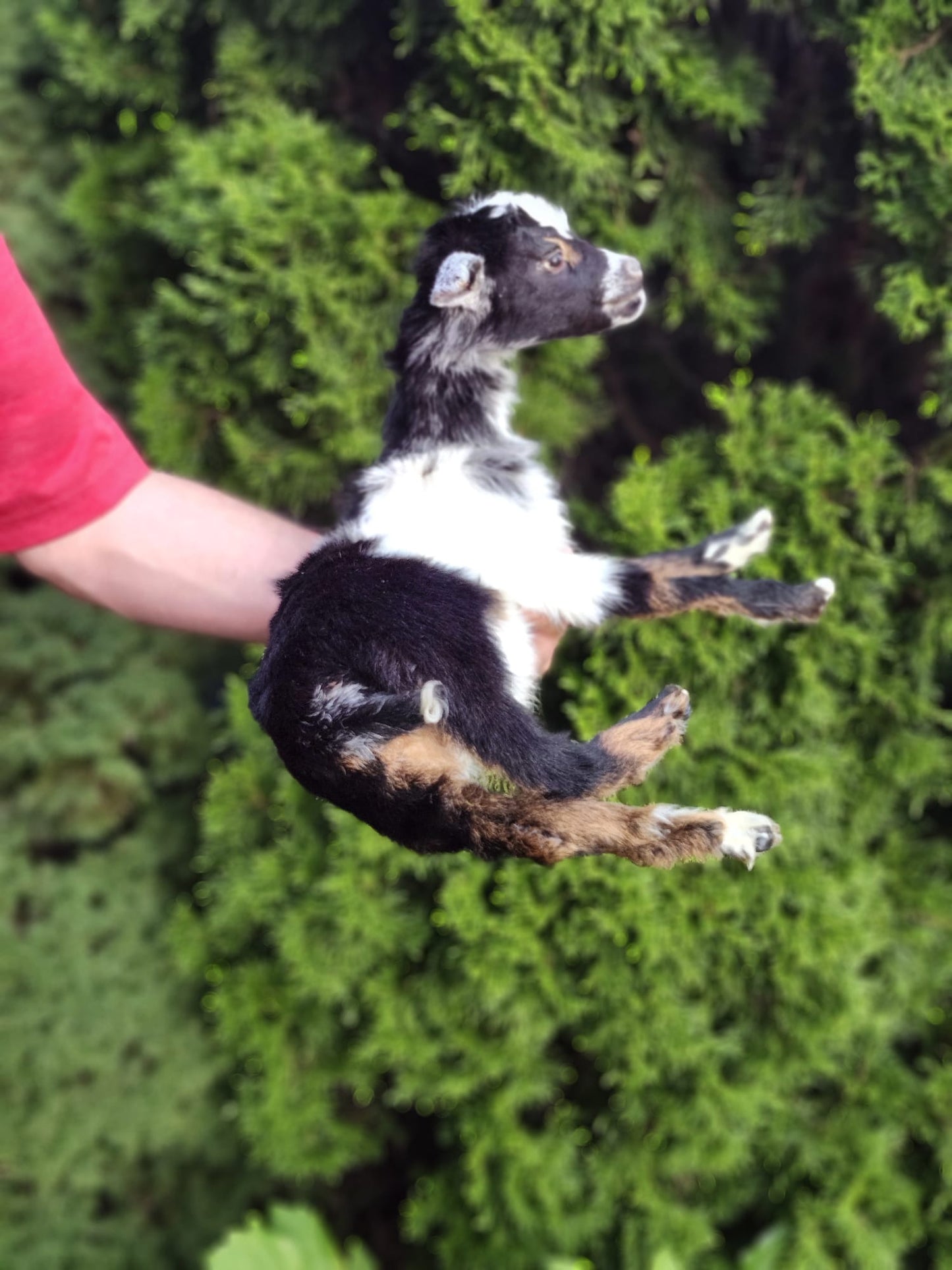 Fully posable soft mount baby goat taxidermy