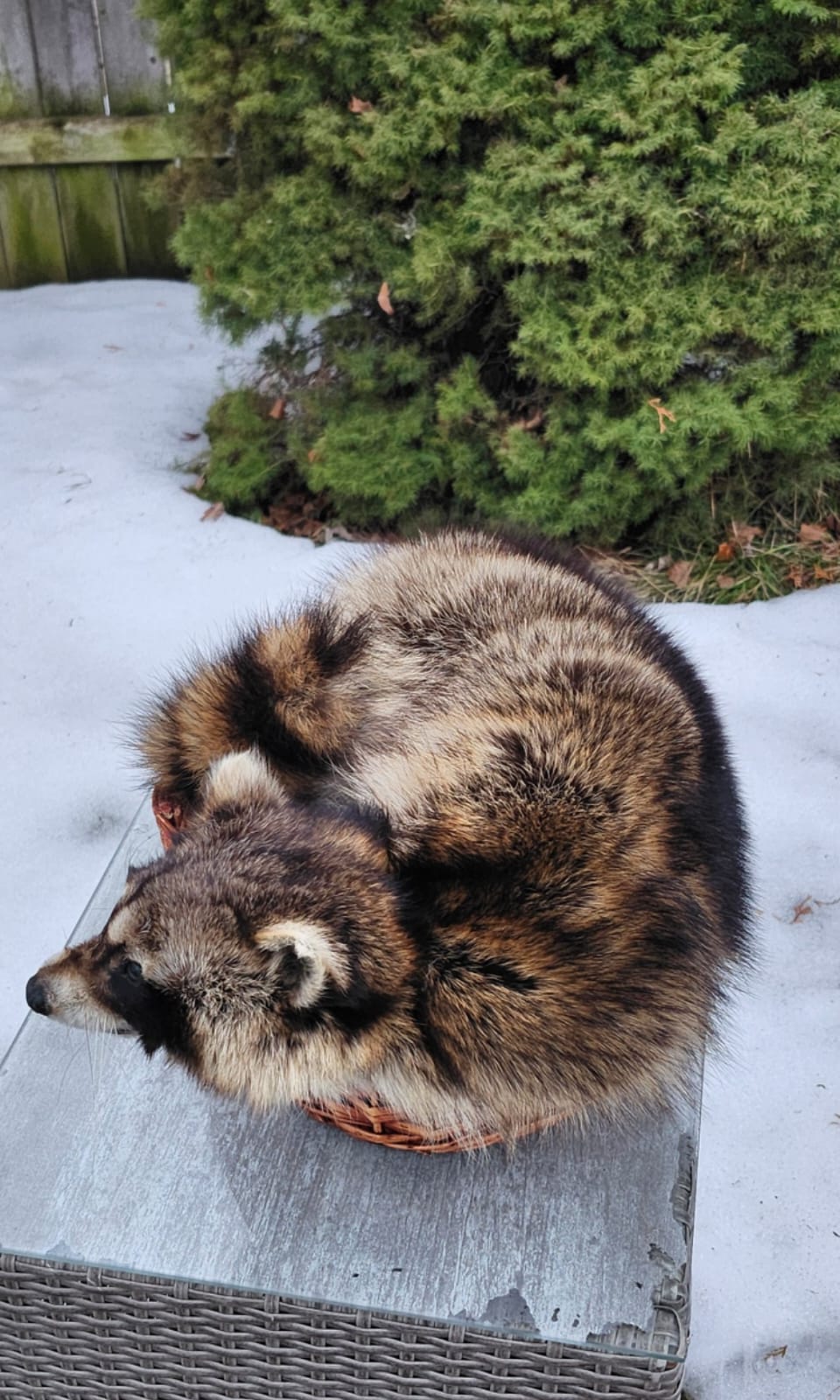 Raccoon taxidermy sitting in a basket