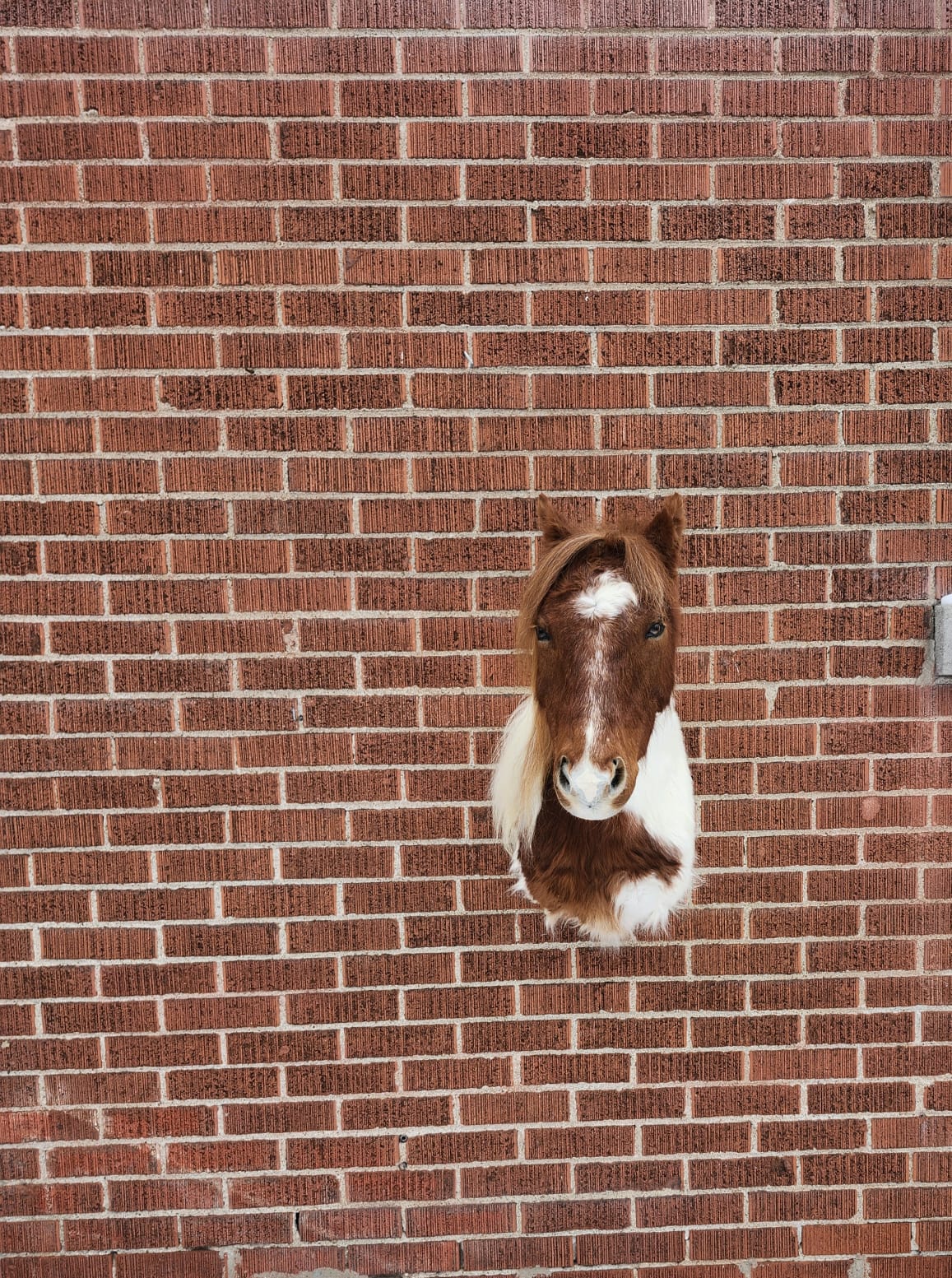 Shoulder mount brown and white horse taxidermy