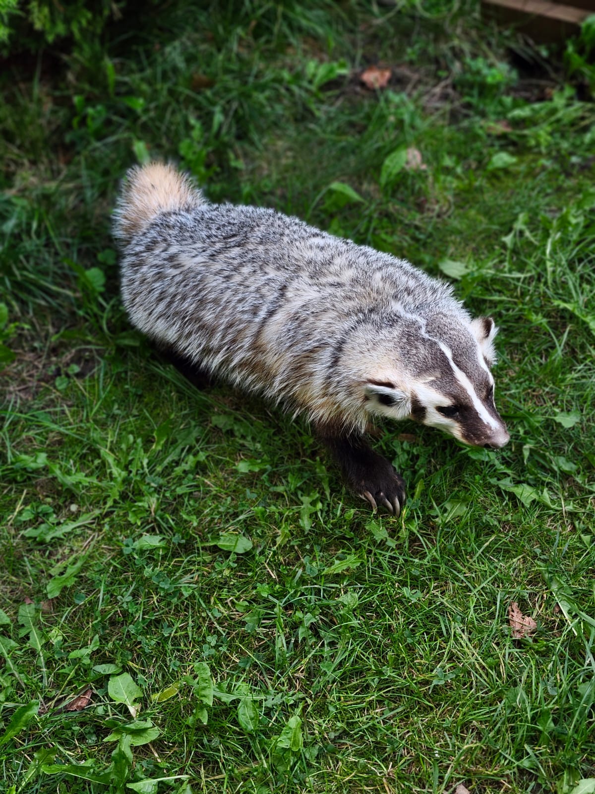 Fully Posable soft mount badger taxidermy