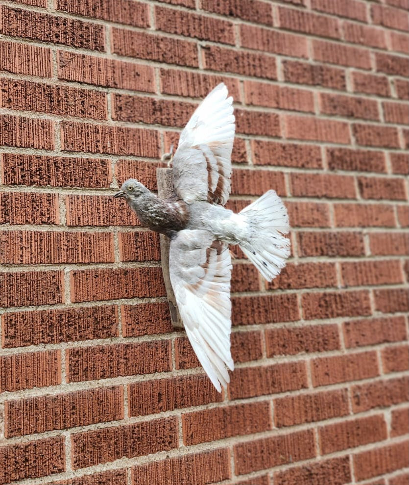 Flying wall mounted pigeon taxidermy