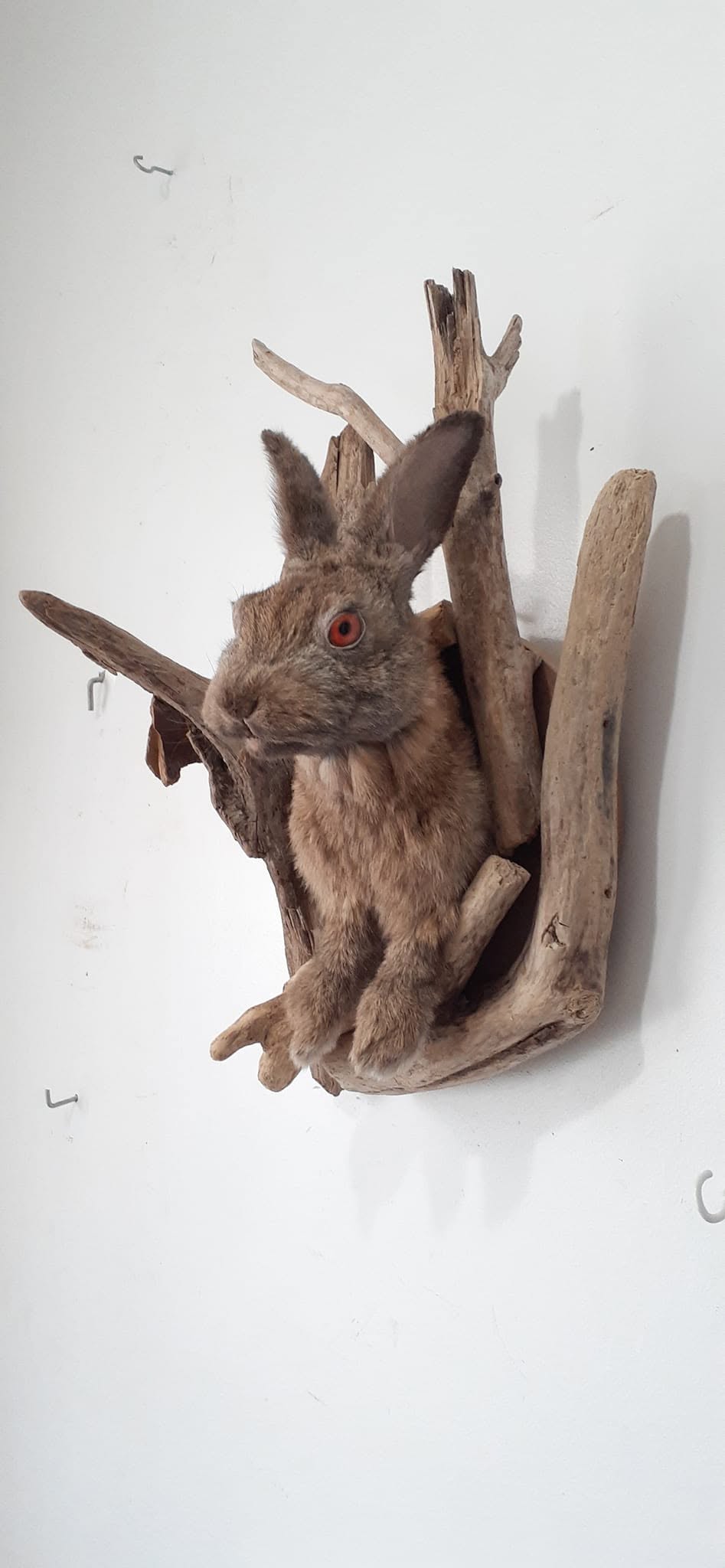 Shoulder mount rabbit / bunny / jackalope taxidermy