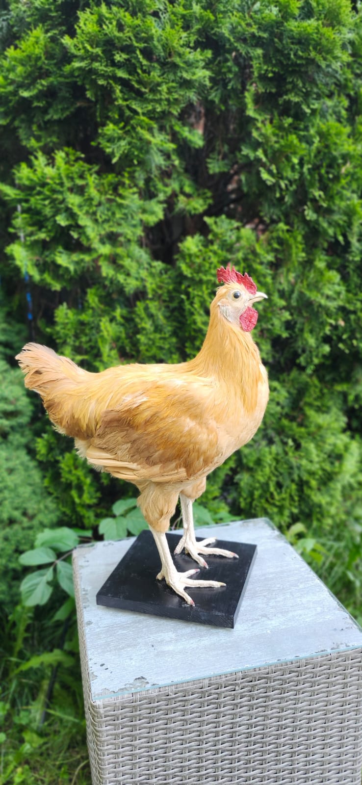 XL nice blond rooster Taxidermy, chicken
