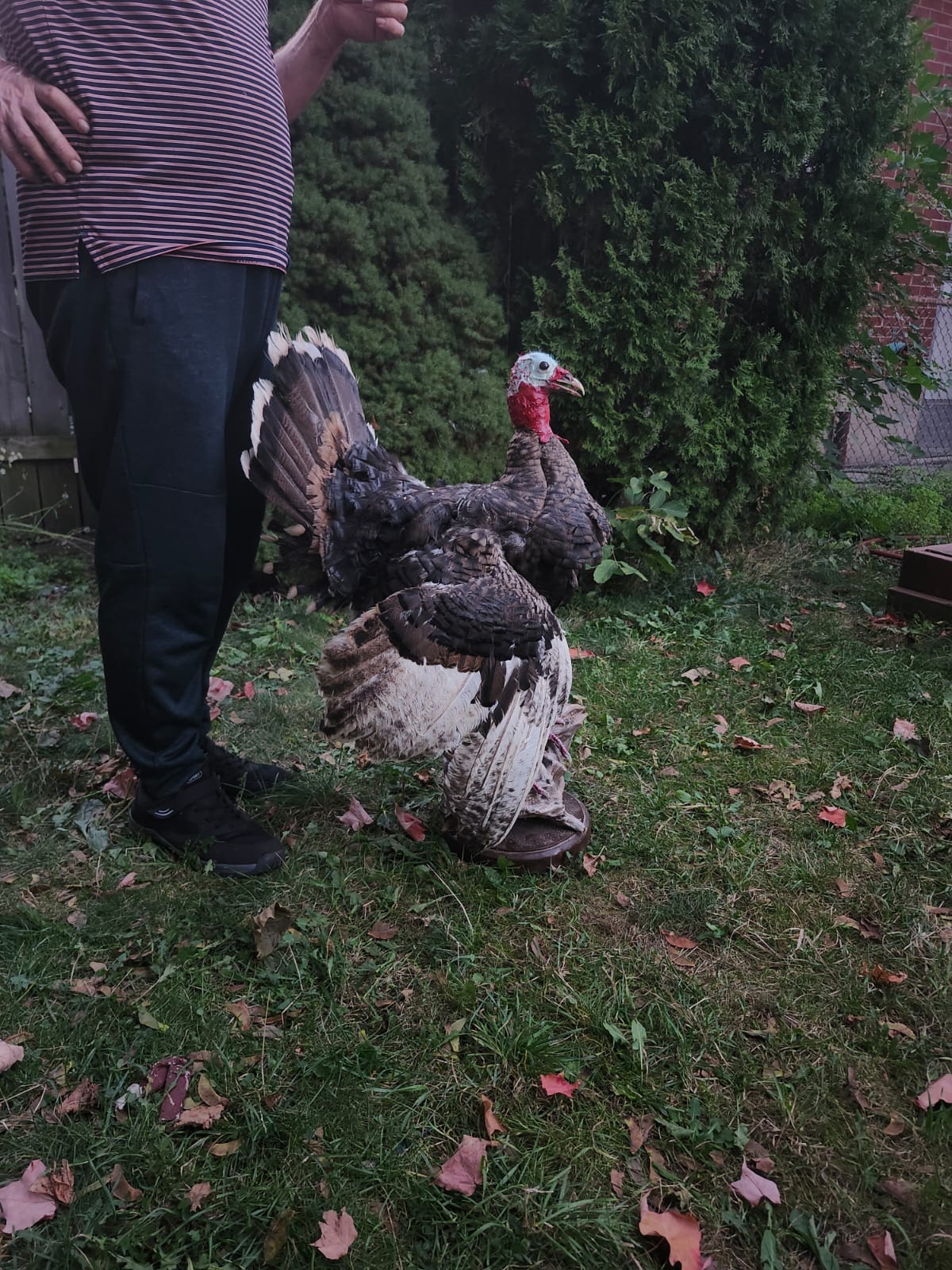 Standing Turkey taxidermy with posable wings and head