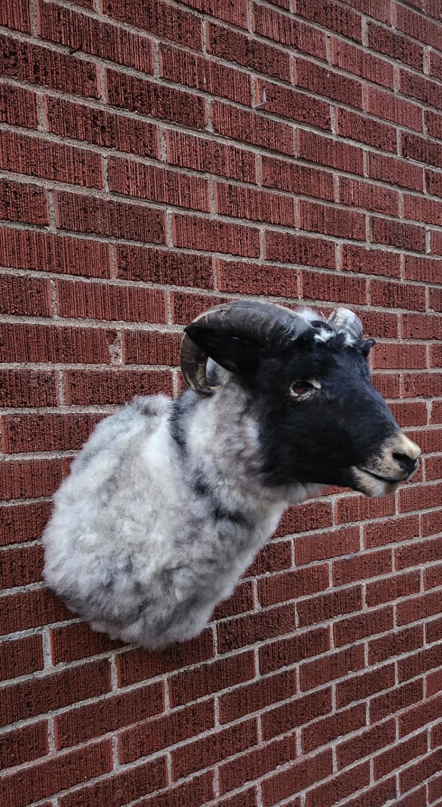 Shoulder mount sheep/ ram taxidermy