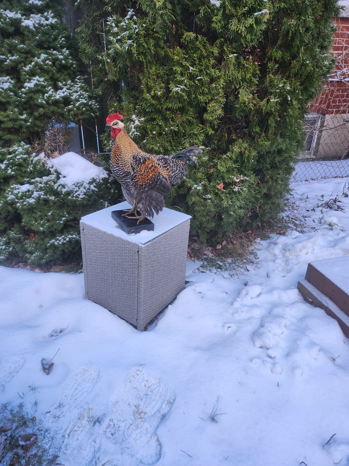 Standing rooster taxidermy with skull exposed,  Chicken hen taxidermy