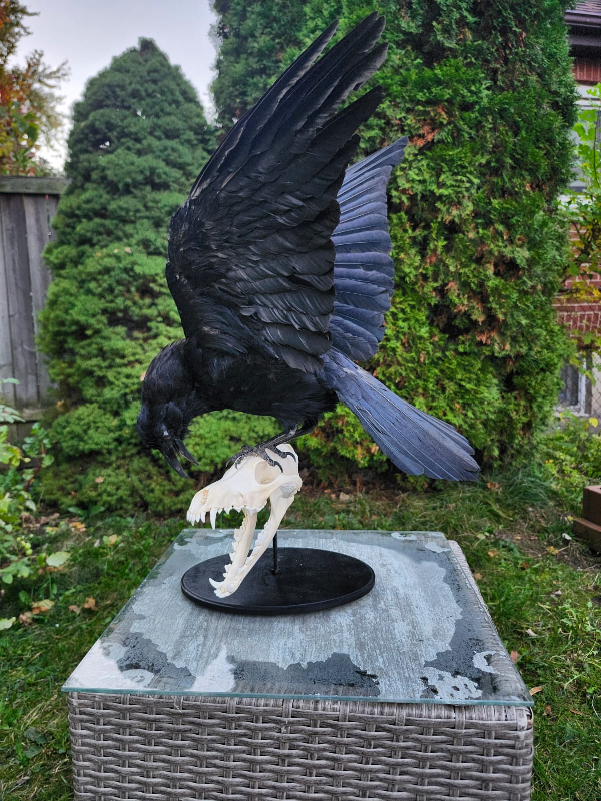 Carrion crow taxidermy standing on a coyote skull