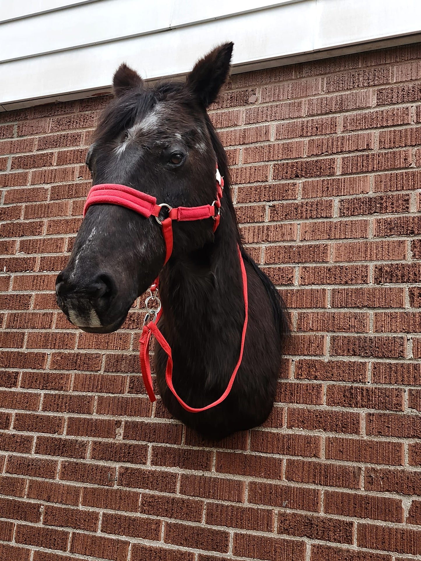 Shoulder mount horse taxidermy