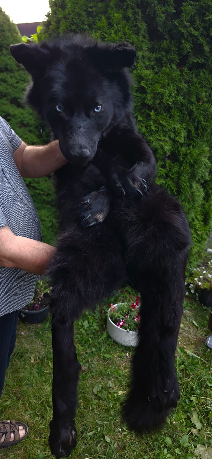 Floppy soft mount black wolf taxidermy