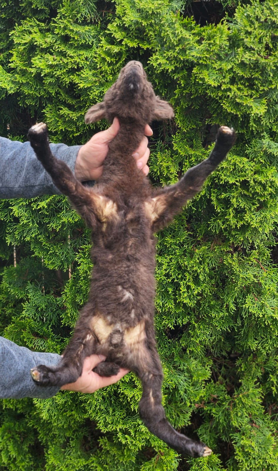 Floppy soft mount baby lamb taxidermy,  goat, sheep