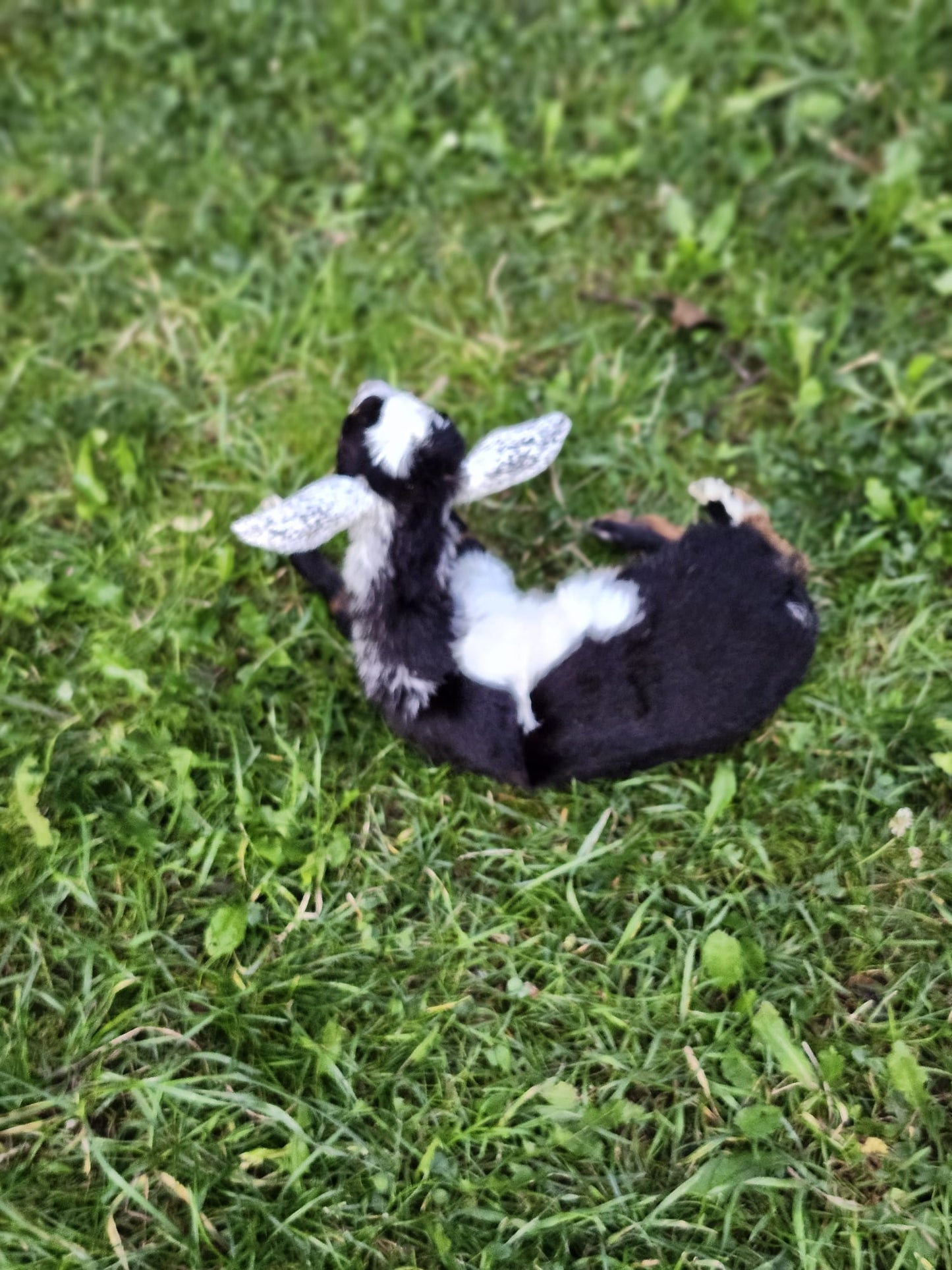 Fully posable soft mount baby goat taxidermy