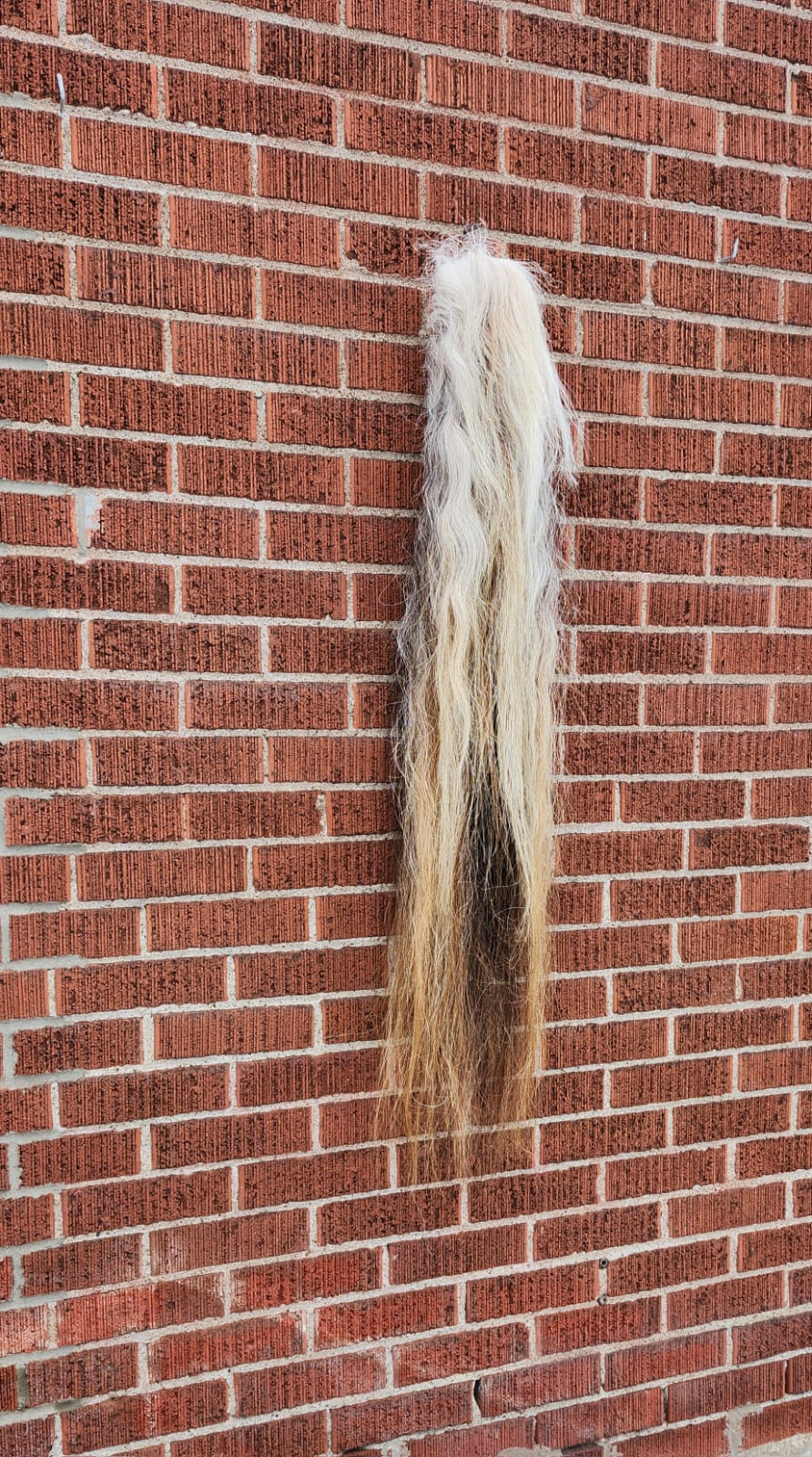 Horse tail taxidermy