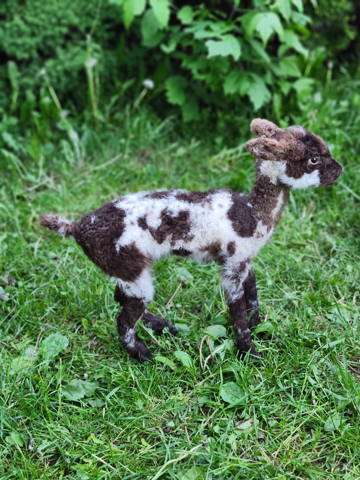 Fully Posable soft mount baby lamb taxidermy, goat, ram, sheep