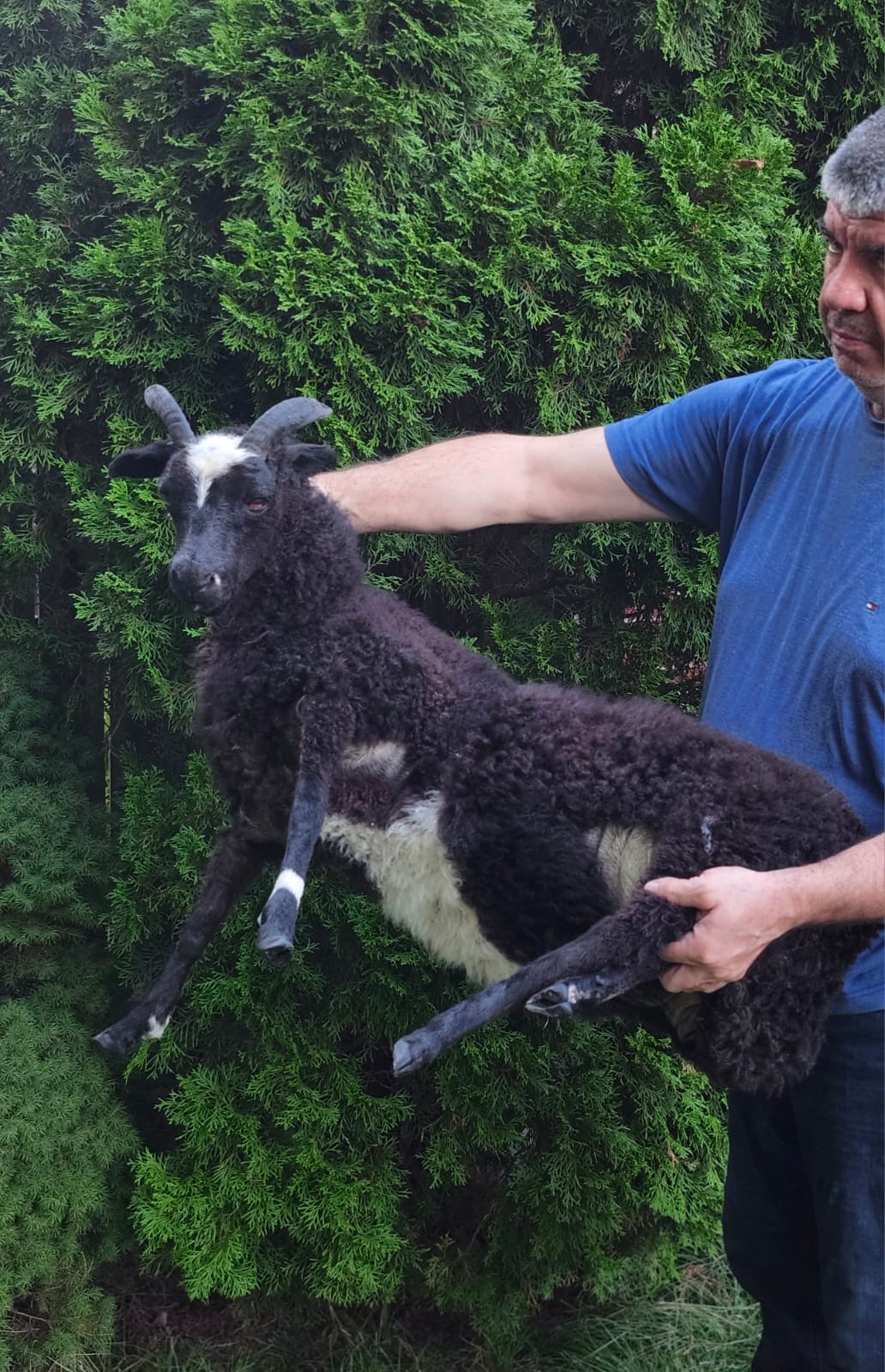 Black soft mount sheep taxidermy with horns