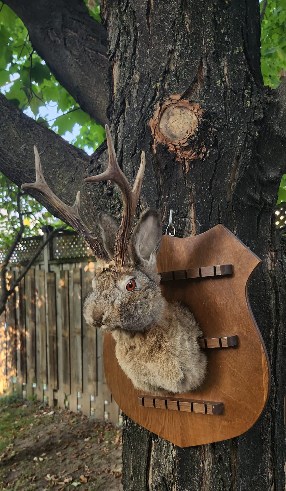 Shoulder mount brown jackalope taxidermy