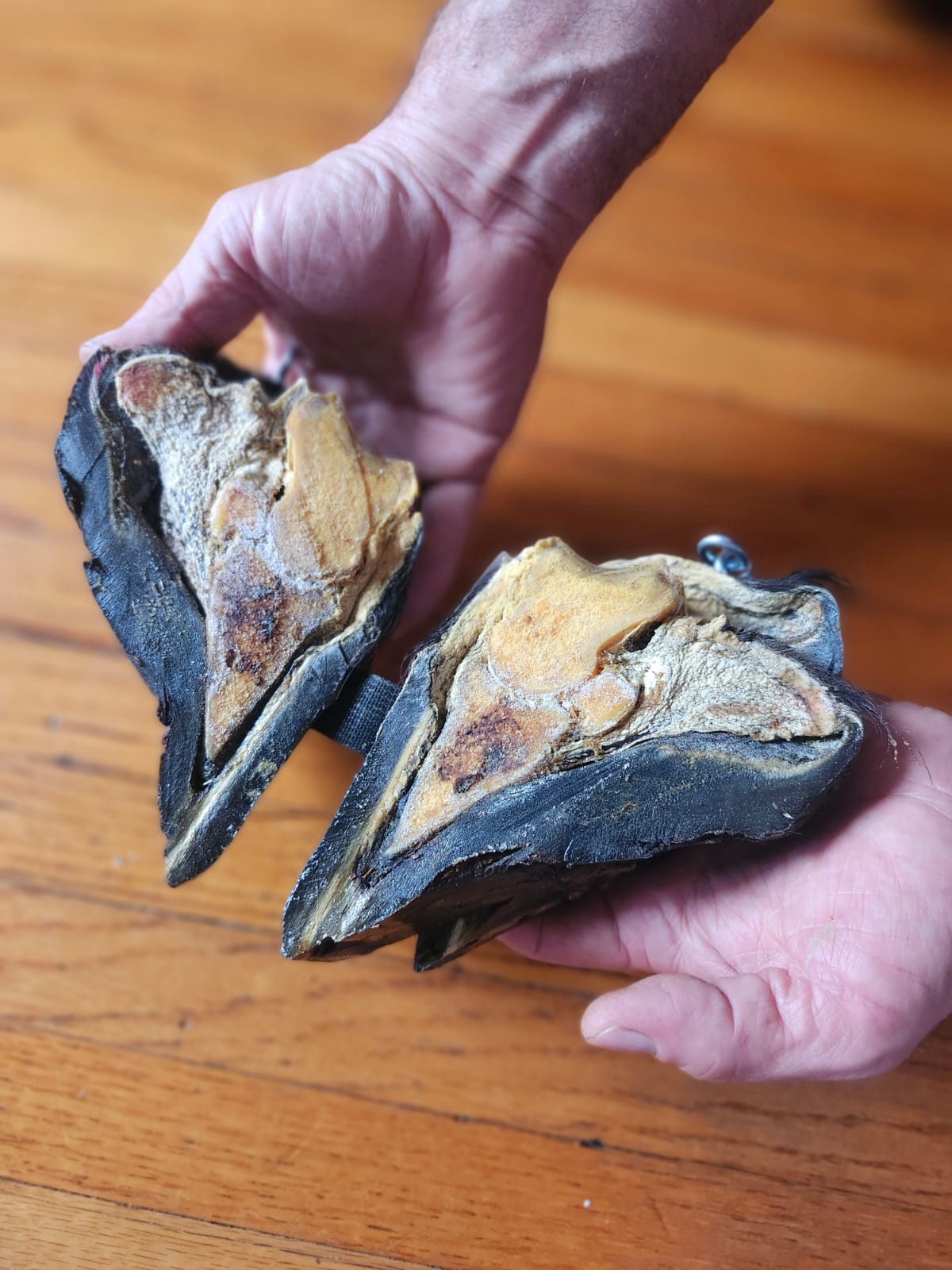 Educational horse hoof taxidermy