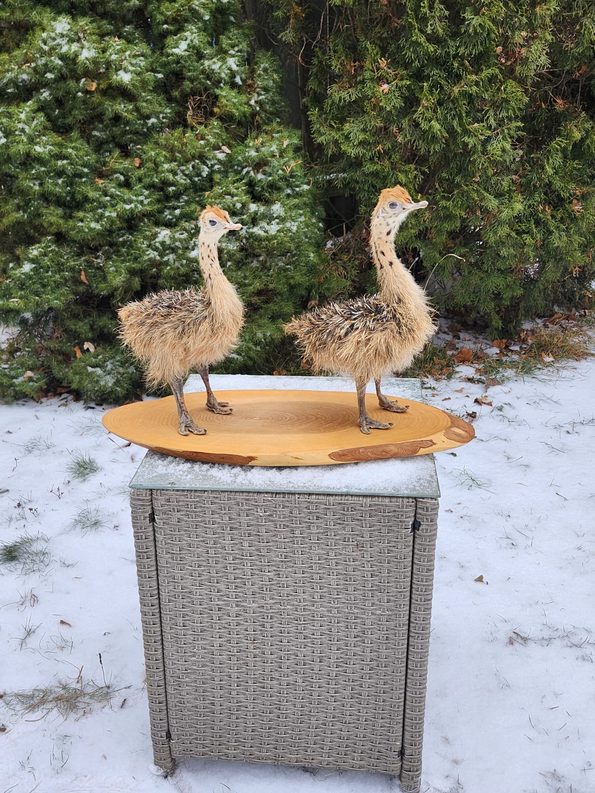 Two baby ostrichs taxidermy