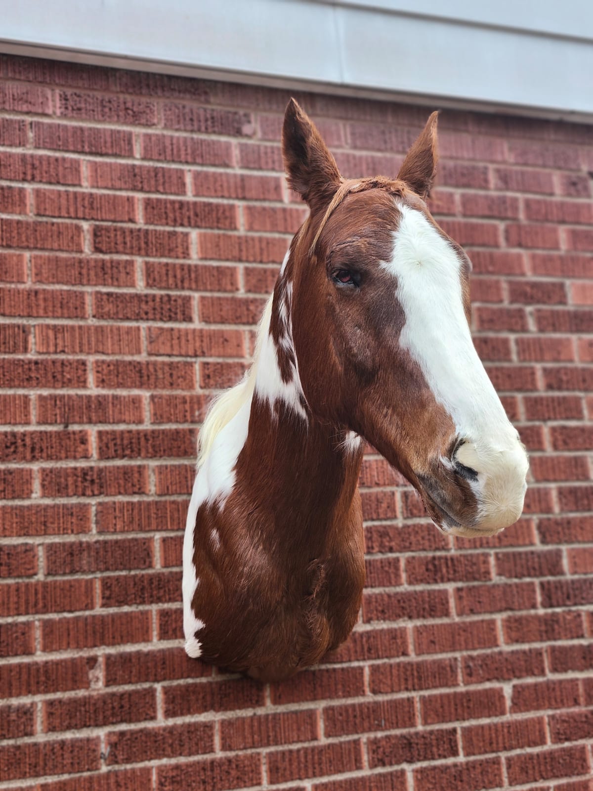 Shoulder mount brown and white horse taxidermy