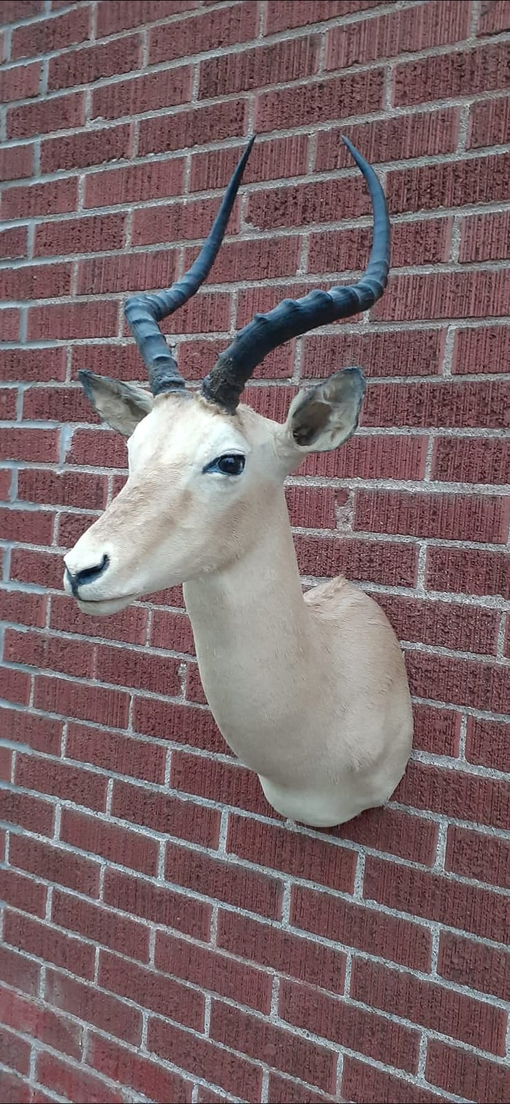 Shoulder mount impala deer taxidermy