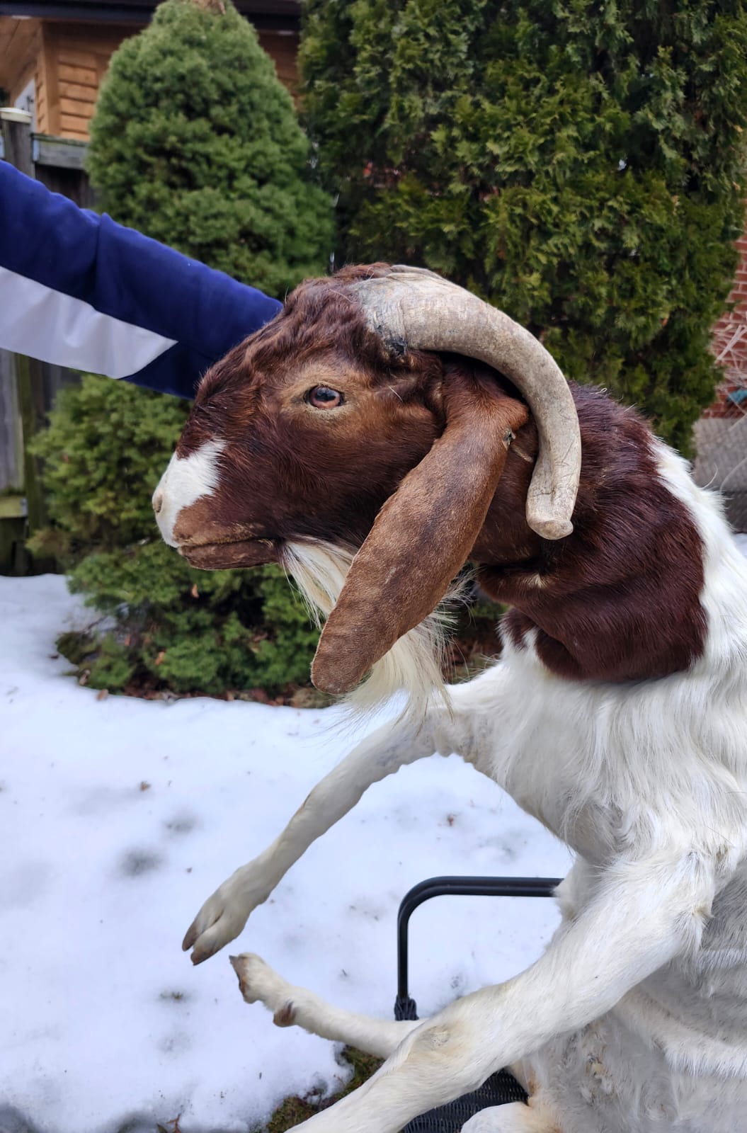 Soft mount very large goat taxidermy